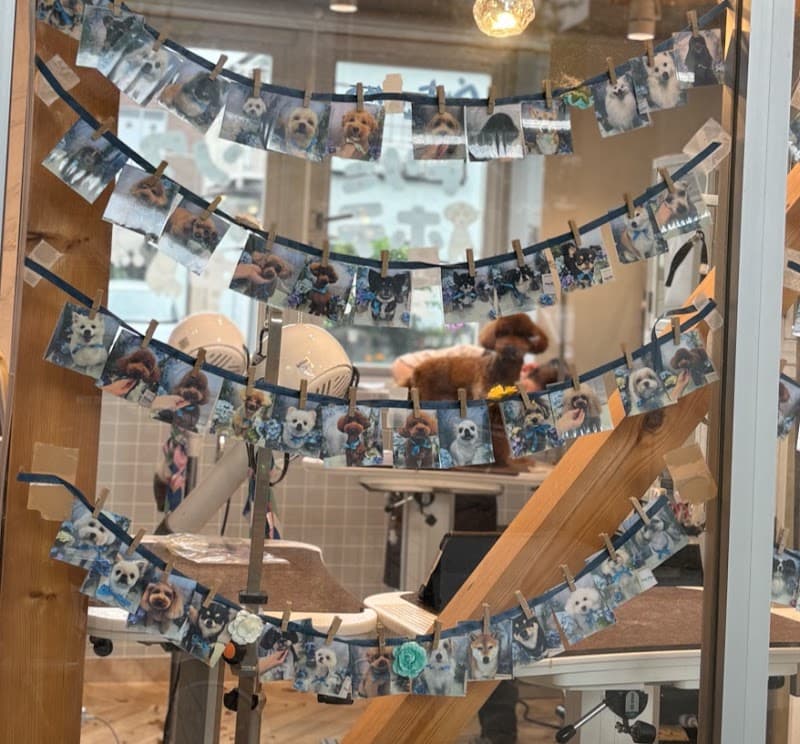 ペットプラス トリミングサロン 星天qlay店の写真4