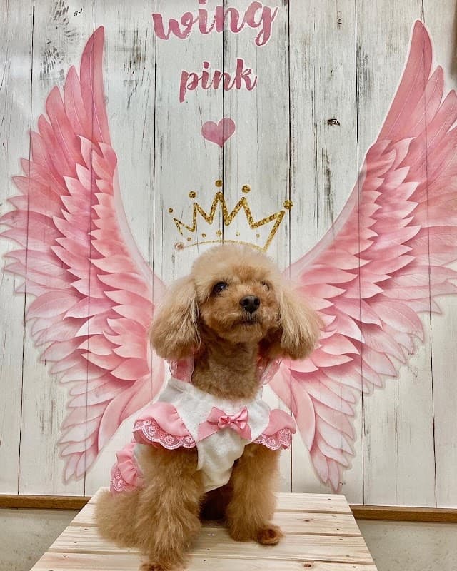 愛犬美容 ペットホテル 一時預かり ているぽいんと テイルポイント 犬服 ペットグッズ販売の写真