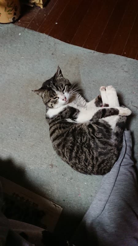 ケイ動物病院の写真
