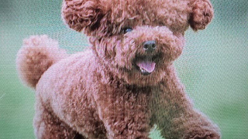 ペットサロン ビューティ なかしまの写真1