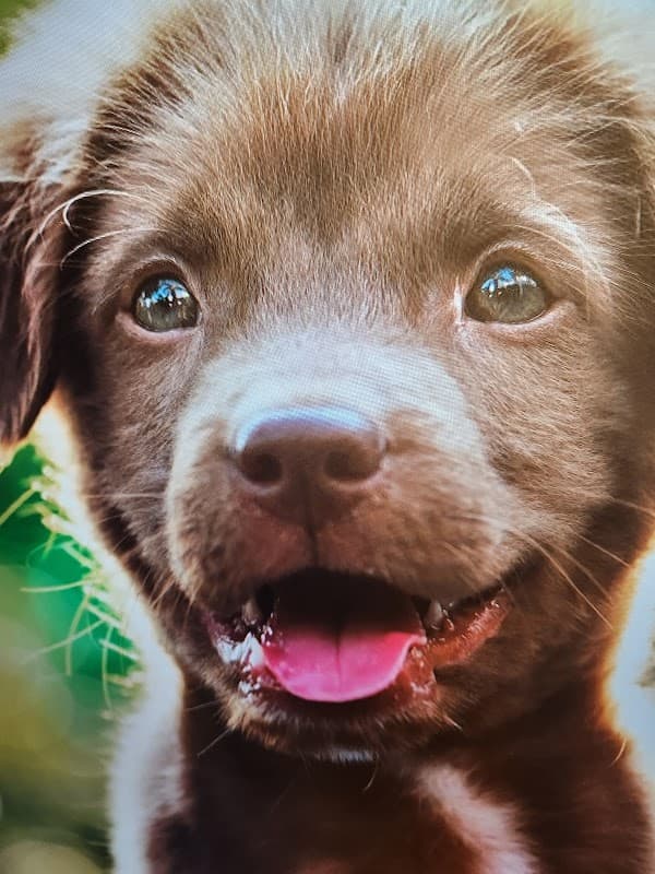 ペットサロン ビューティ なかしまの写真2