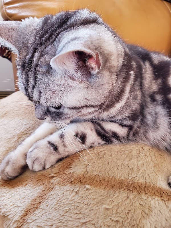 ペットサロン ビューティ なかしまの写真4