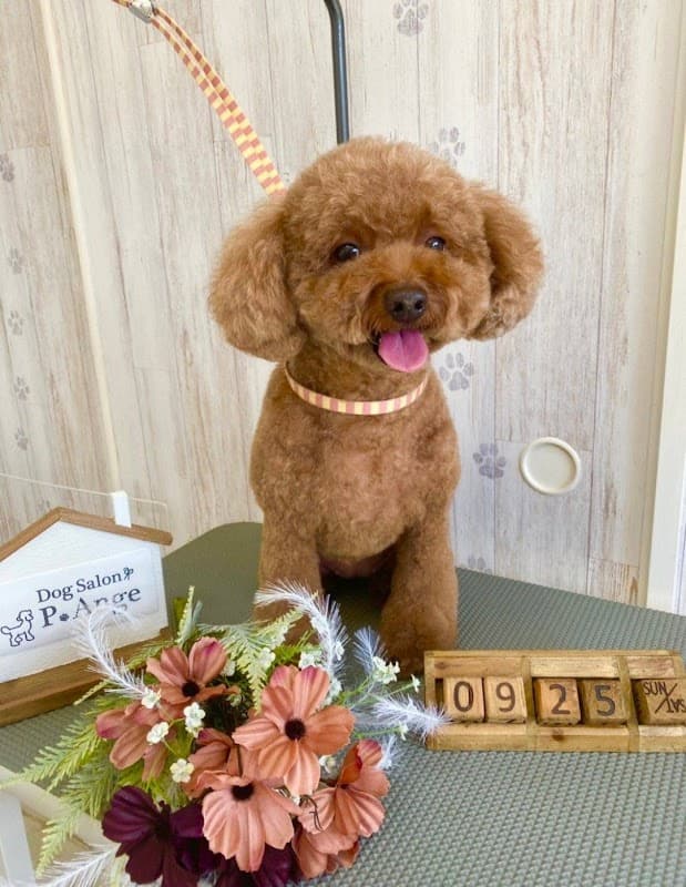 Dog Salon P.Angeの写真