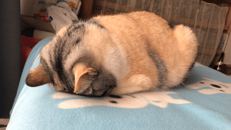 Dog Salon °C-uteの写真