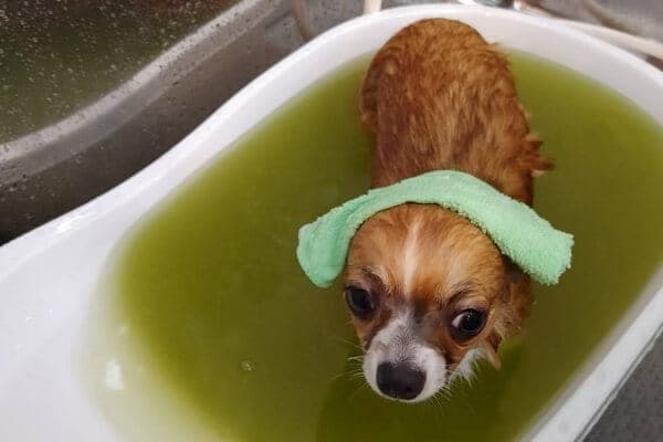 DOG SPA HANAの写真