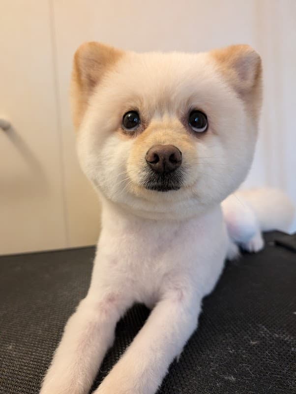 どこでもトリミングBOONの写真3