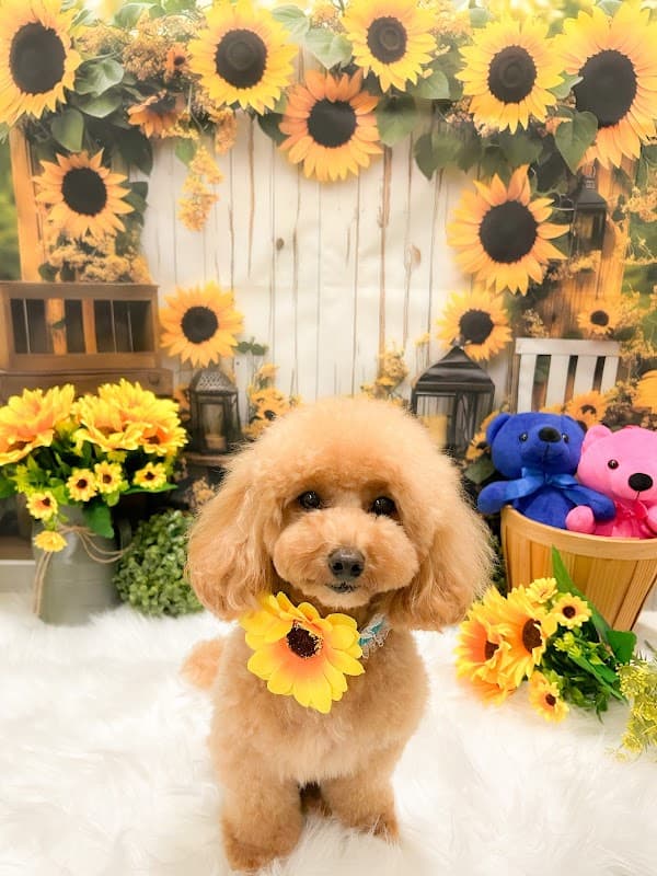 DOG SALON BLOOM(ドッグサロンブルーム)の写真