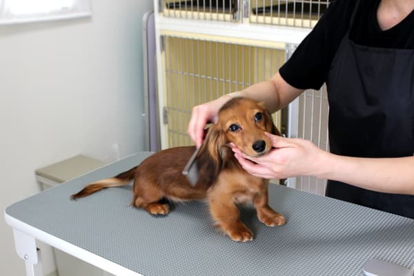 Dog Salon Pecoの写真
