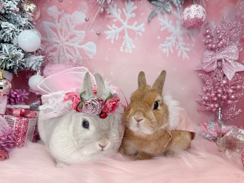 FAIRY RABBIT フェアリーラビット うさぎ専門ホテル&サロンの写真