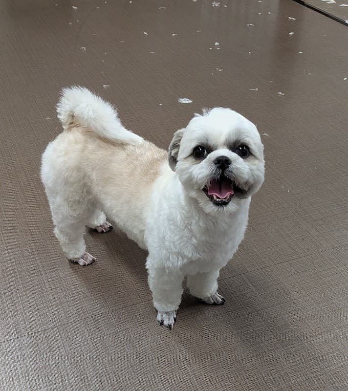 犬のお風呂屋さん ちぃわんの写真