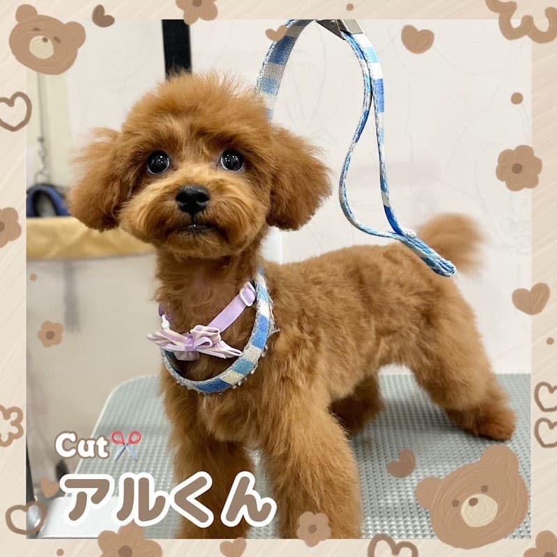 Cat&Dog Salon ChouChouの写真