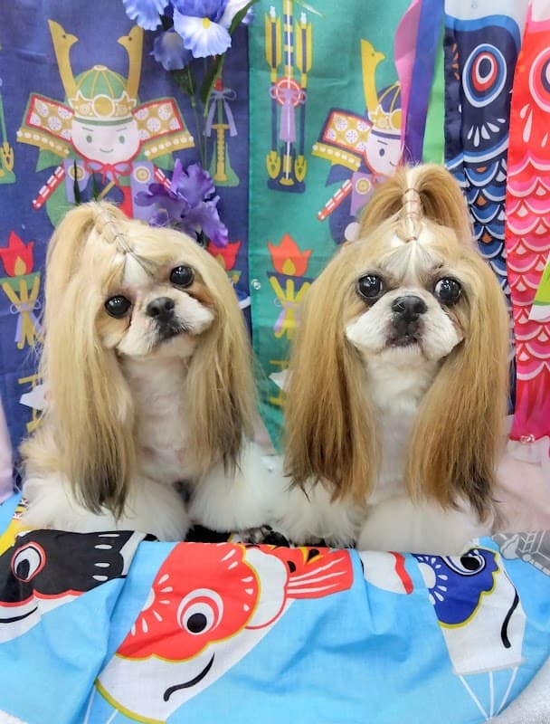 トリミングサロンシュガーボーイの写真