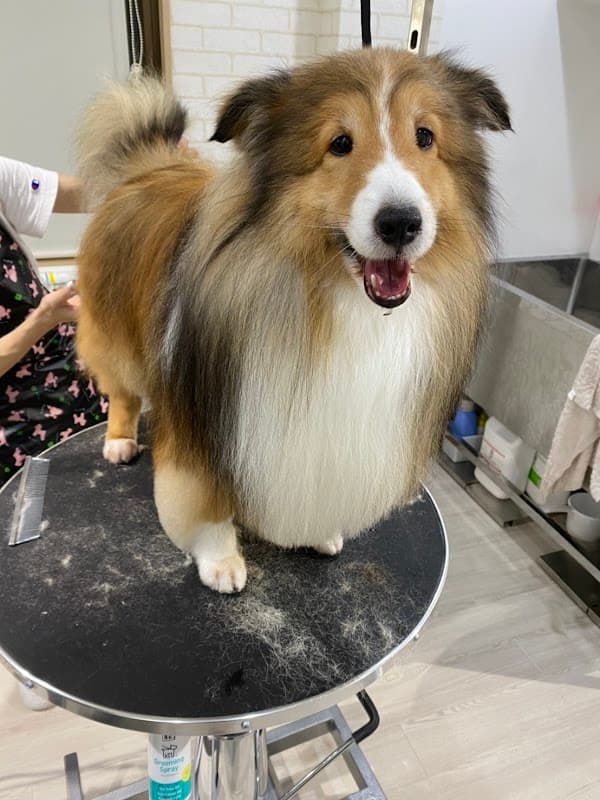 DogSalon Anjuの写真