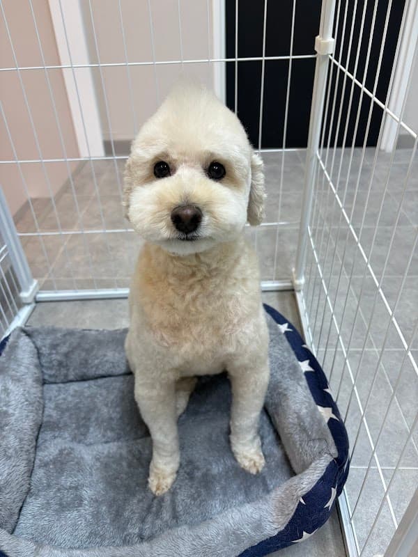 Pet space fululu-フルル-の写真