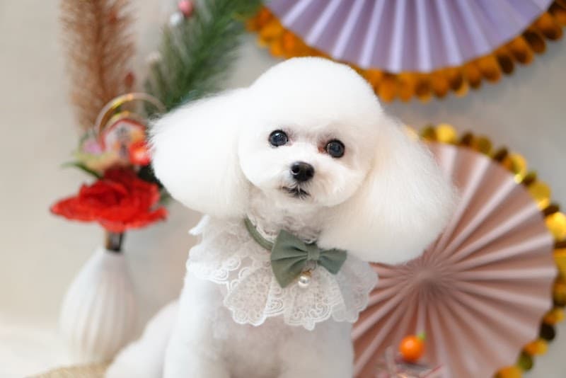 dog salon ゆうわんの写真