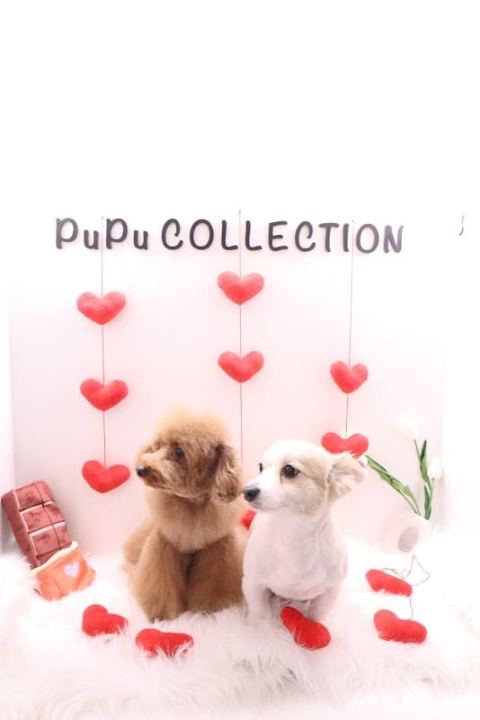 PuPu COLLECTIONの写真1