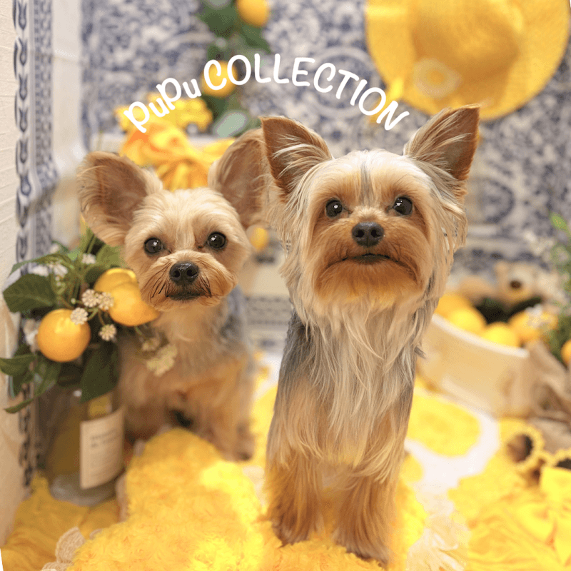 PuPu COLLECTIONの写真2