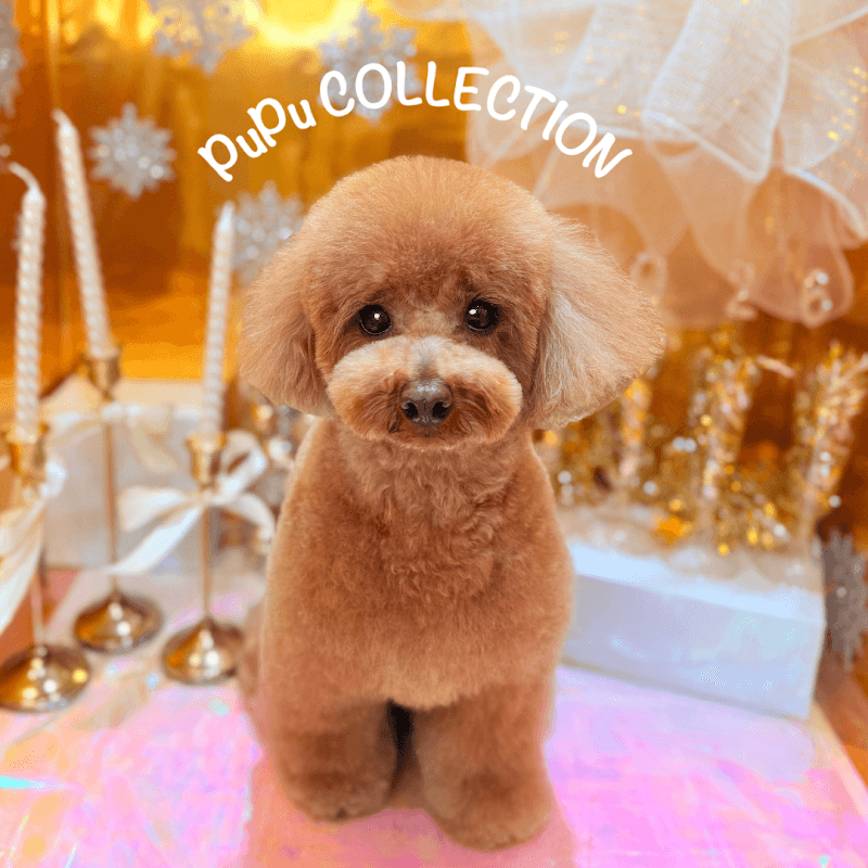PuPu COLLECTIONの写真3