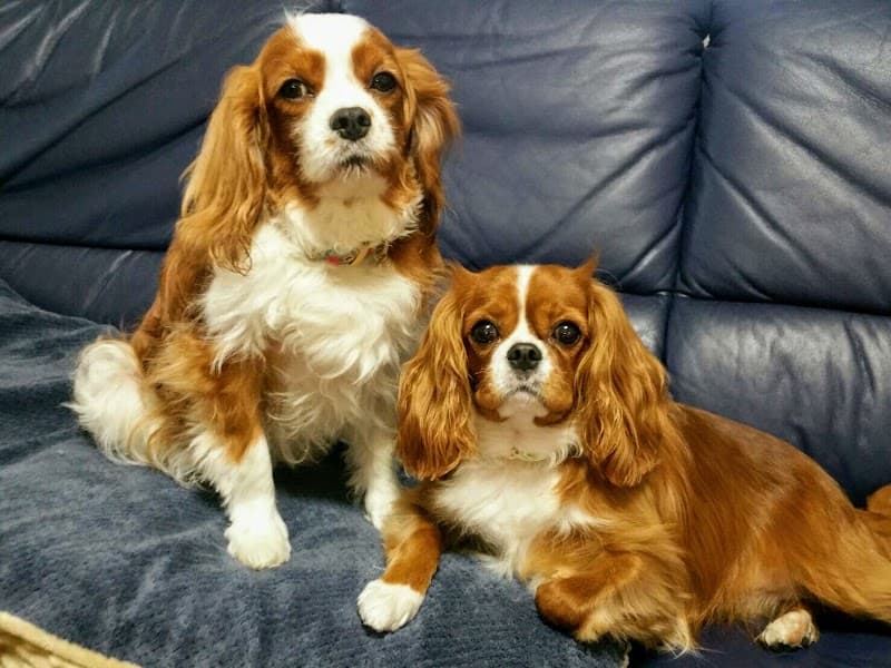 いわて総合動物病院の写真