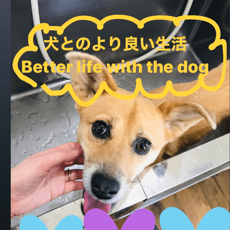 dogsalon MERRYの写真4