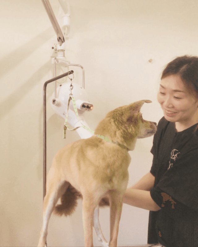 dogsalon MERRYの写真5