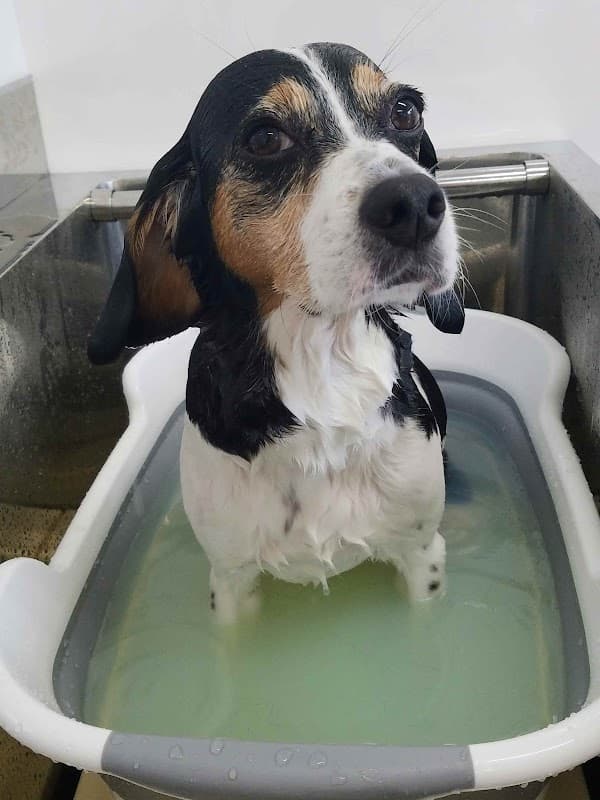dog salon chumの店内・トリミングの様子(2枚目)