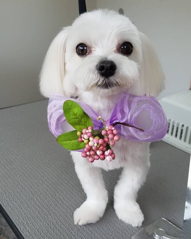 dog salon chumの写真4