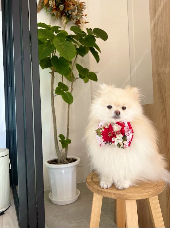 Dog Salon Luscの写真