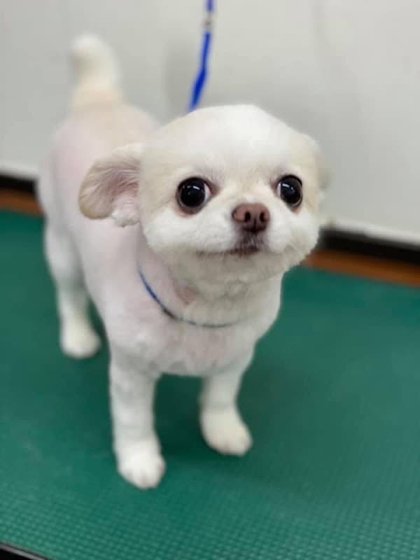 Dog Space チャミー&チャミーの写真