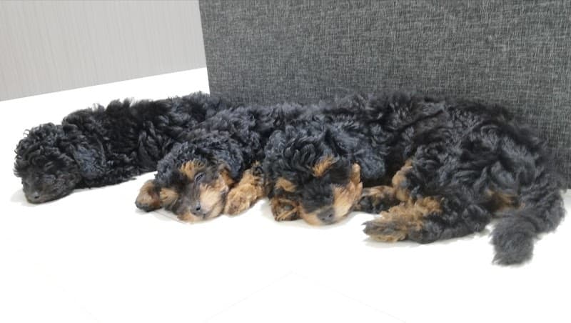 Dog Salon Chou Chou(ドッグサロン シュシュ)の写真