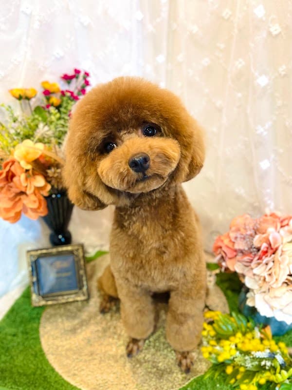 Dog Salon RAN|伊勢崎市の写真
