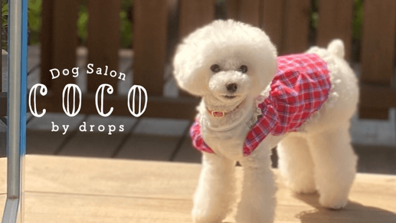 犬のトリミングドックサロンココ.ルクソー春日店の写真