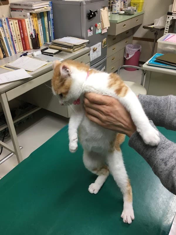 ましき動物病院の写真