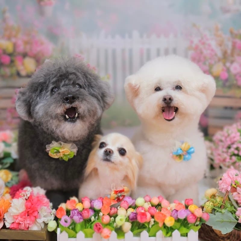 Dogsalon PuiPui -ぷいぷい-の写真