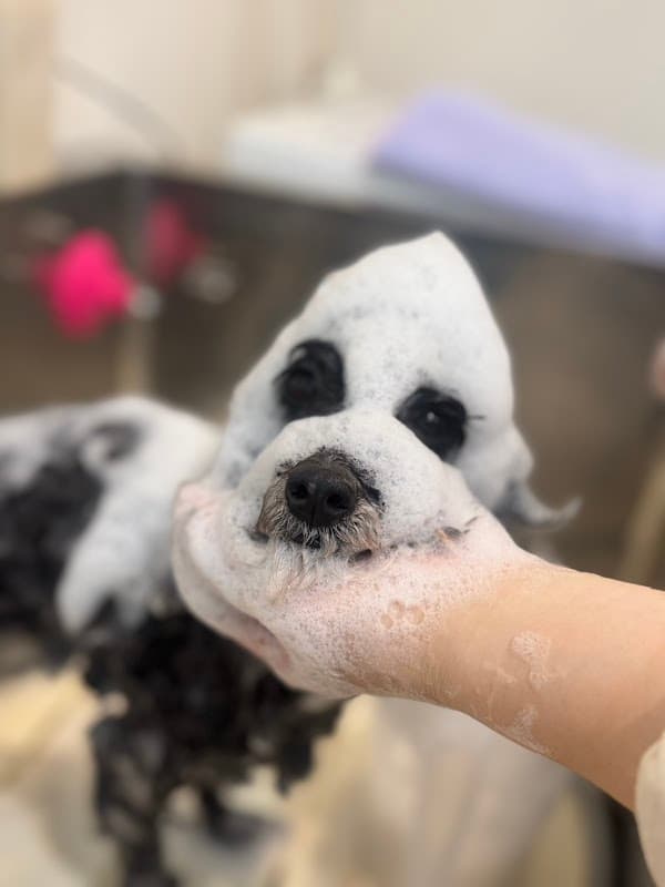 トリミングサロンの写真3