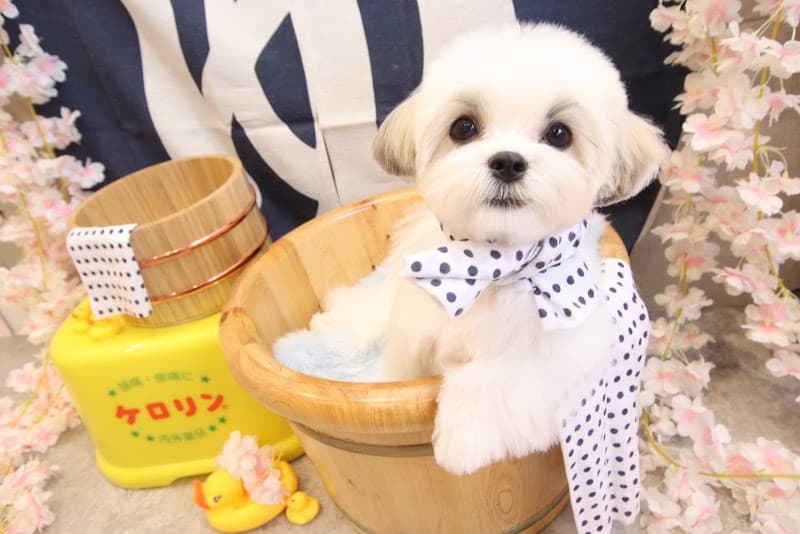 Dog salon Bonny Pinkの写真