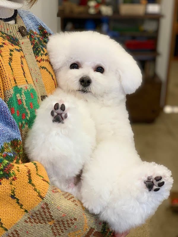 ドッグトリミングサロン ハシントの写真
