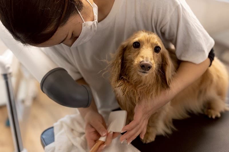 Dog Salon Larcの写真