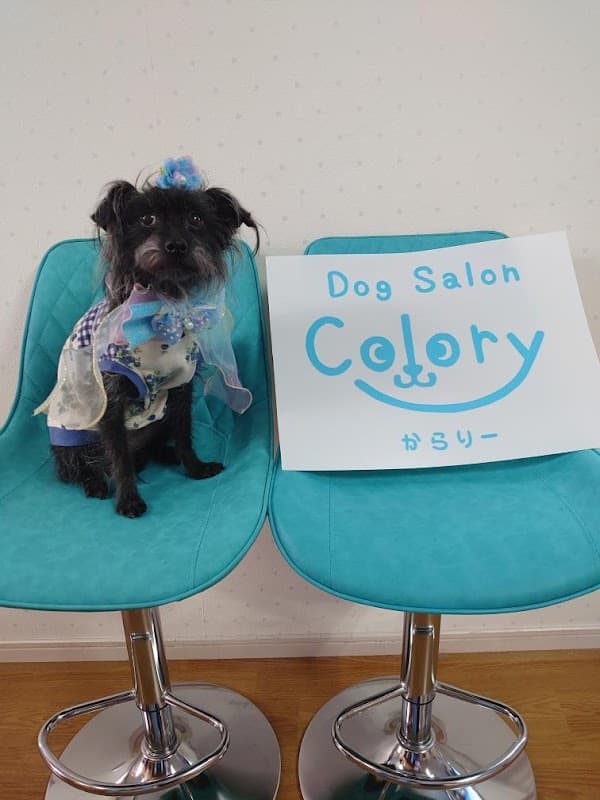 Dog Salon Colory(ドッグサロンからりー)の写真2