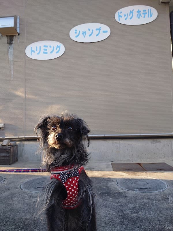 Dog Salon Colory(ドッグサロンからりー)の写真4
