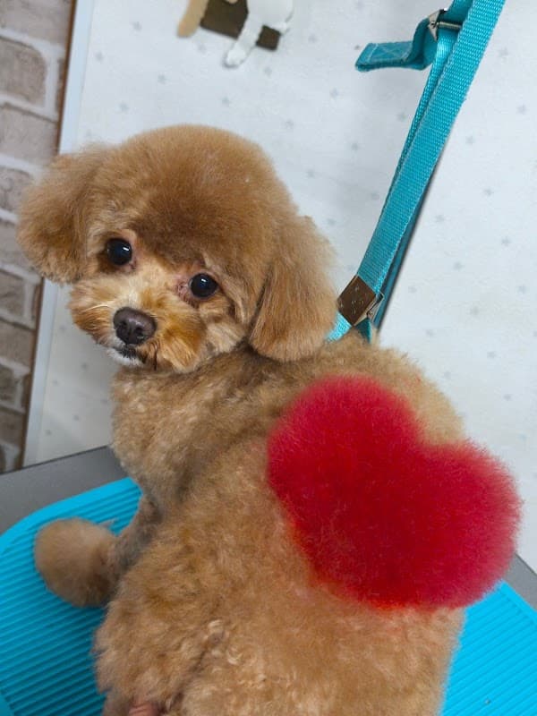 Dog Salon Colory(ドッグサロンからりー)の写真6
