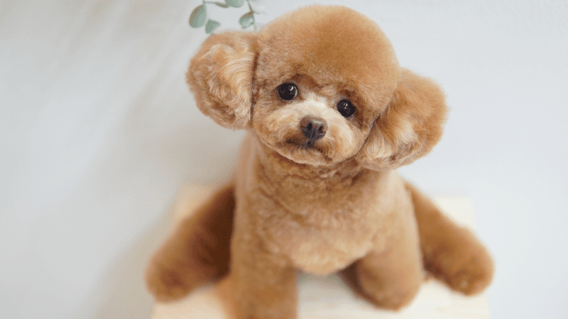 MerryDog トリミング・ペットホテル・お預かりの写真1
