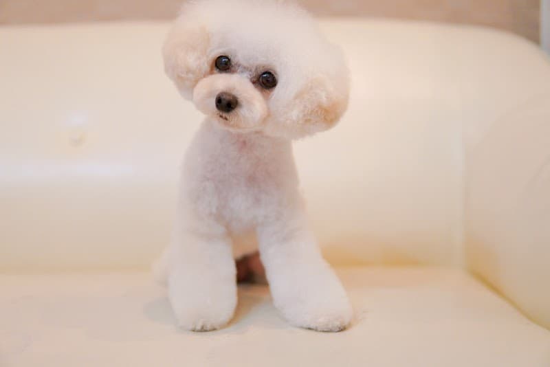 MerryDog トリミング・ペットホテル・お預かりの写真2