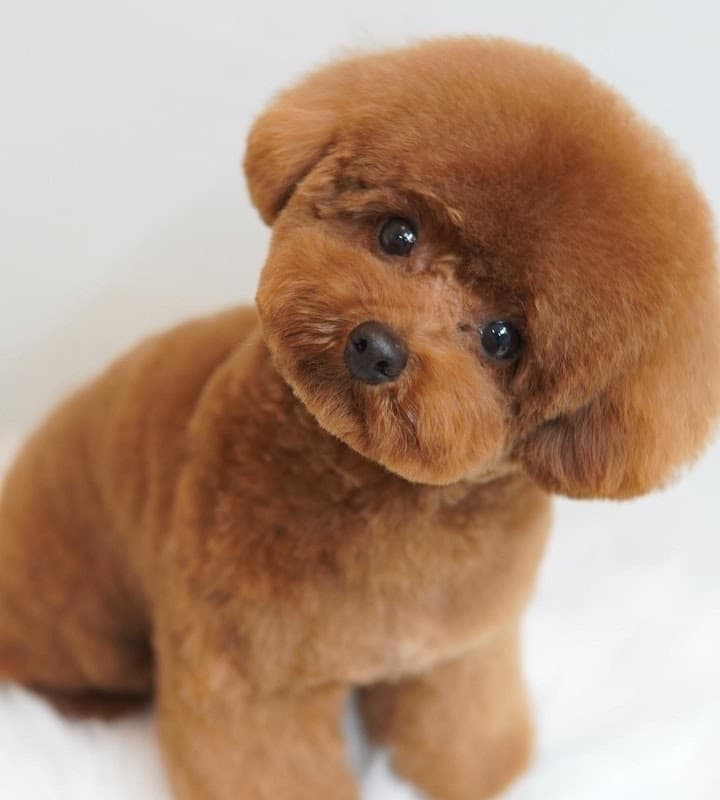 MerryDog トリミング・ペットホテル・お預かりの写真3