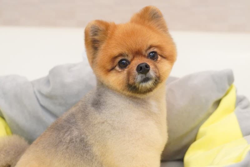 MerryDog トリミング・ペットホテル・お預かりの写真4