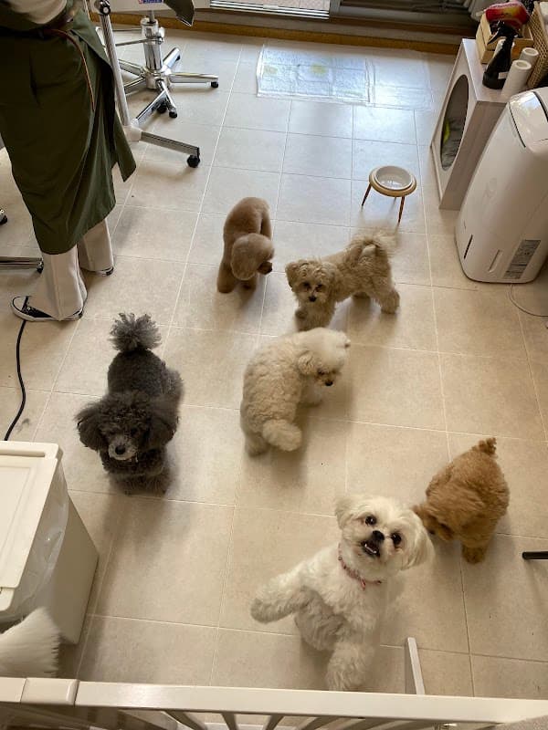 MerryDog トリミング・ペットホテル・お預かりの写真6