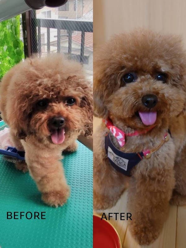PooDLEの写真
