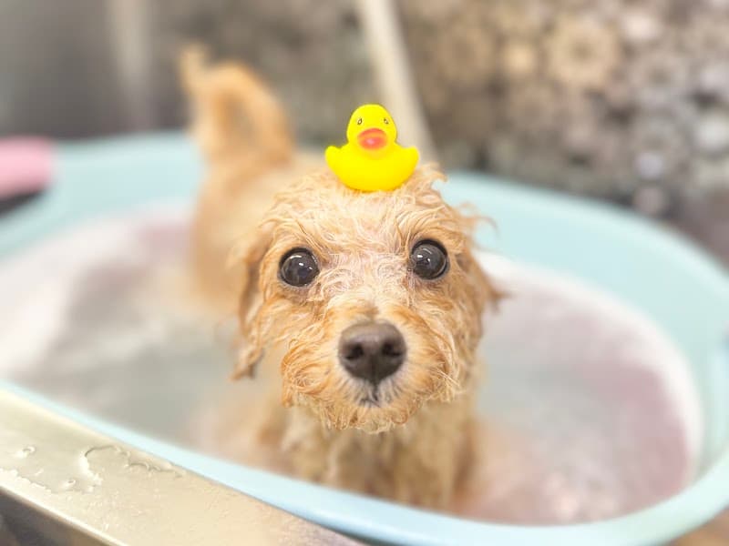 DogSalon Milien ドッグサロンミリアンの写真1