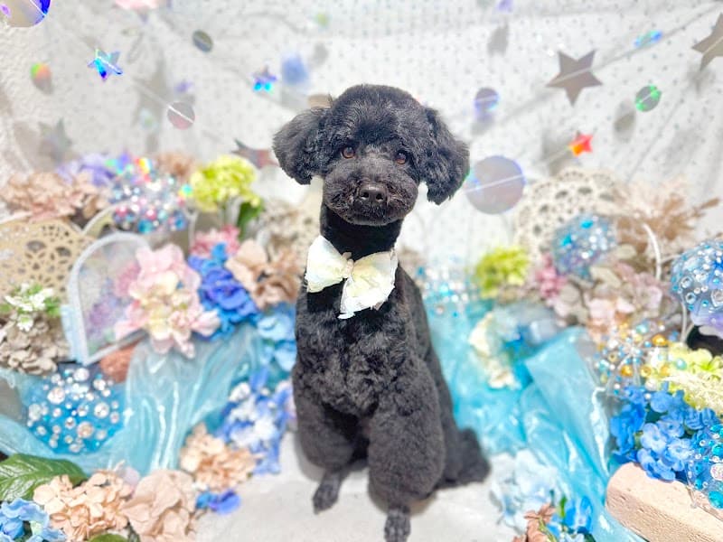 DogSalon Milien ドッグサロンミリアンの店内・トリミングの様子(2枚目)