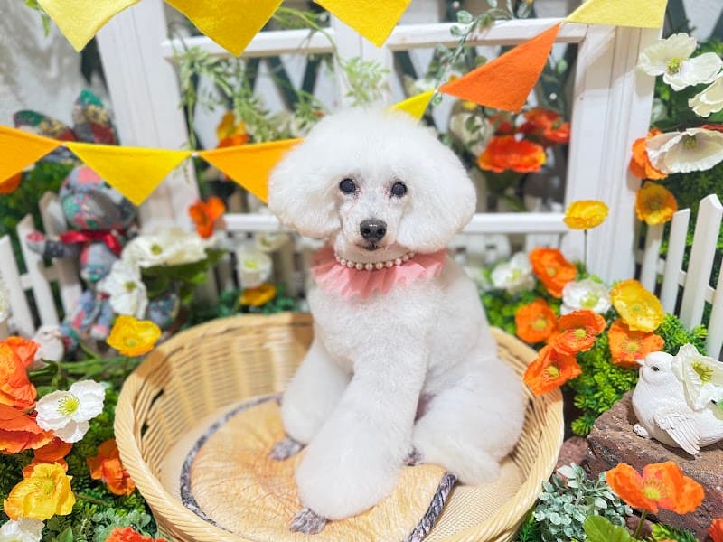 DogSalon Milien ドッグサロンミリアンの写真3